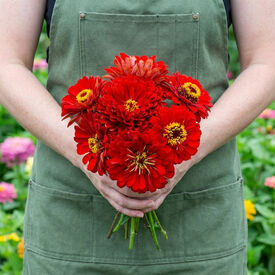 Cherry Queen, Zinnia Seeds